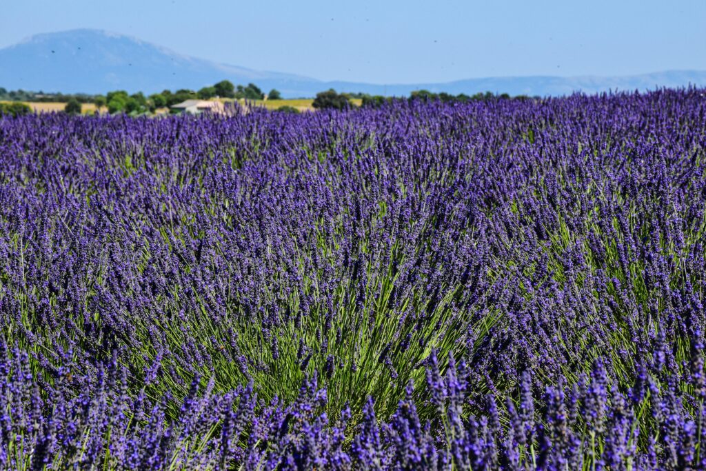Lavender Fields in Provence, France - Photo by AXP Photography