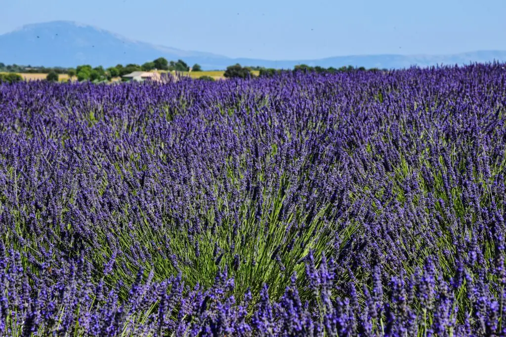 Lavender Fields in Provence, France - Photo by AXP Photography